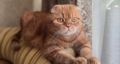 Не линяют, не пахнут, не болеют: 4 породы кошек, которые не доставят хлопот