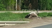 Два человека пострадали в ДТП с лосями в Кировской области