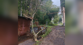 "Чудом избежали беды": родители кировских школьников об упавшем дереве на тропинке к школе 