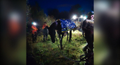 В Юрьянском районе волонтеры и спасатели вытащили лошадь, попавшую в овраг