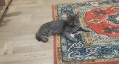 В Котельниче кот Бусик вернулся домой спустя год после встречи с рысью