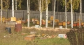 В Санчурске пчелы покусали человека: пасеку проверил Россельхознадзор