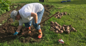 Свёклу храню в обычных пакетах — до весны остаётся твёрдой и сочной: никакого песка, опилок и лишней возни