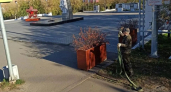 В Кирове начали убирать уличные вазоны с цветами на зиму