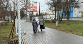 Злые собаки покусали детей сразу в трех районах Кировской области