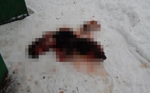В Кировской области дворник нашла в мусорном контейнере расчлененную собаку