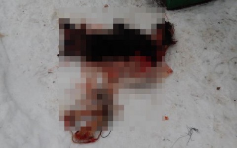 В Кировской области нашли мужчину, который расчленил собаку