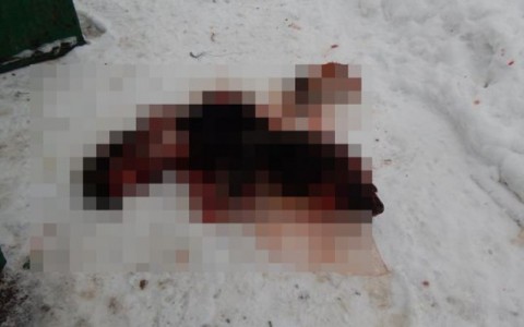 Шесть тысяч россиян просят наказать кировчанина, расчленившего собаку