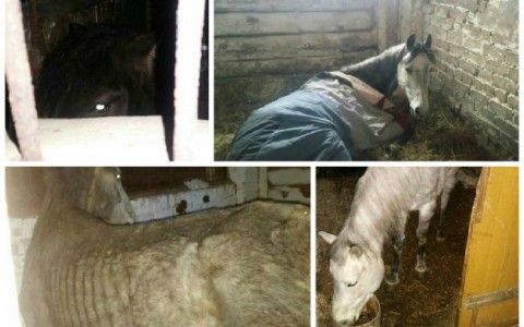 Прокуратура снова заставила полицию заняться истощенными лошадьми