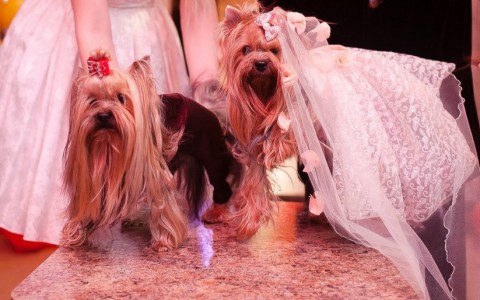 Кировский дизайнер сшила коллекцию свадебных платьев для собак