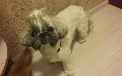 В поселке Нижне-Ивкино кировчанин спас собаку, тонувшую в ледяной воде