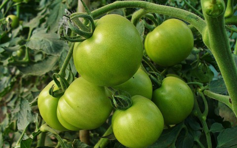 Сбербанк профинансирует крупное агропромышленное предприятие