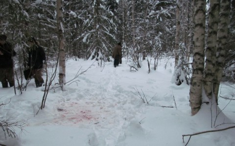 Кировчанин на охоте случайно убил друга, приняв его за лося