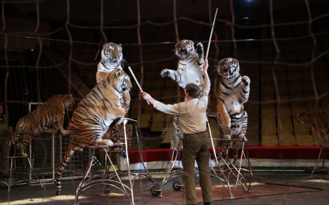 «Ежедневно тигры съедают 6,5 килограммов мяса»: уникальный фоторепортаж под куполом кировского цирка