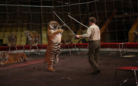 Нескучный weekend: цирк "Королевские тигры" и Encounter