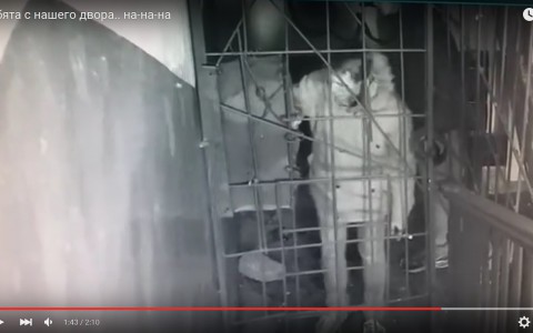 Видео: на Филейке два парня подожгли подъезд жилого дома