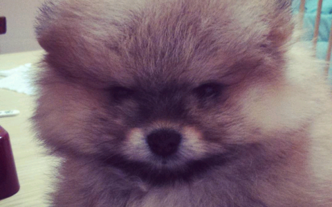 Вторник в Кирове: комок счастья и закат на Вятке