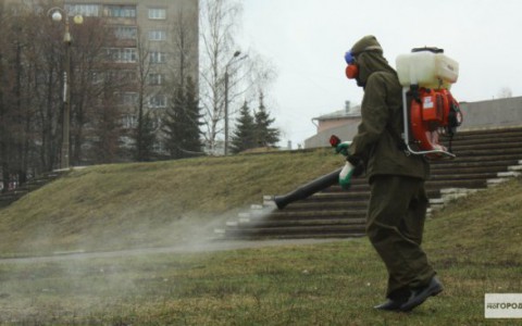 Стало известно, когда городские парки в Кирове обработают от клещей