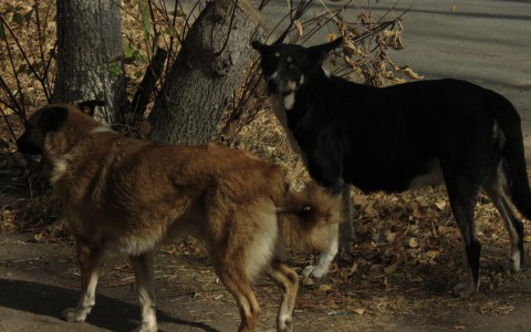 В Кирове на отлов бездомных животных потратят 4 500 000 рублей