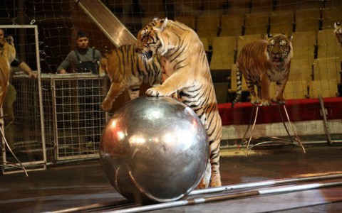 Кировские активисты выйдут на пикет против цирков, зоопарков и дельфинариев