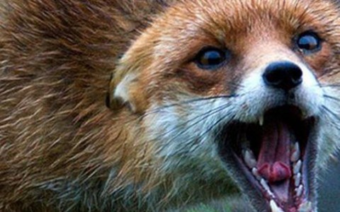 В Кирове зафиксировано бешенство: это первый случай за последние 57 лет