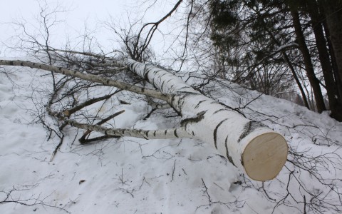В Нагорском районе рабочего придавило березой