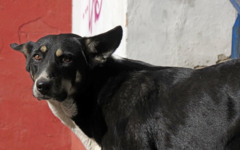 За день в Нововятске поймали 24 бездомные собаки