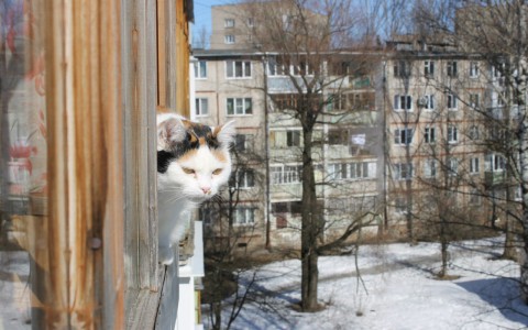 Прогноз погоды: рабочая неделя в Кирове будет солнечной