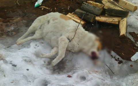 В Слободском неизвестные жестоко расправились с собакой