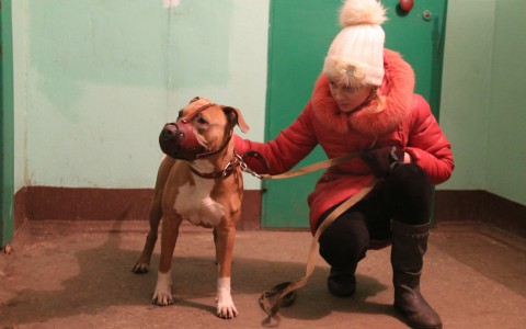 Кировские управляющие компании пересчитают всех домашних собак и кошек