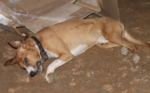 Кировчанка: «В Коминтерне отравили домашнюю собаку»