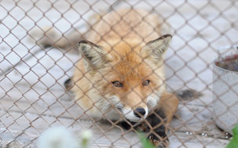 Под Кировом собака растерзала бешеную лисицу