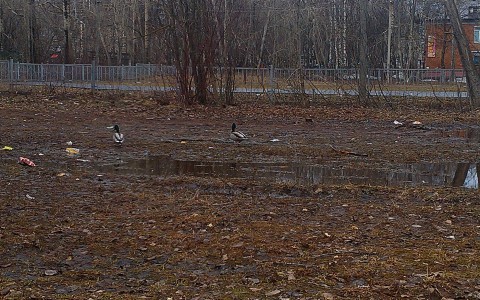 Кировчанка: "На Лепсе появились утки!"