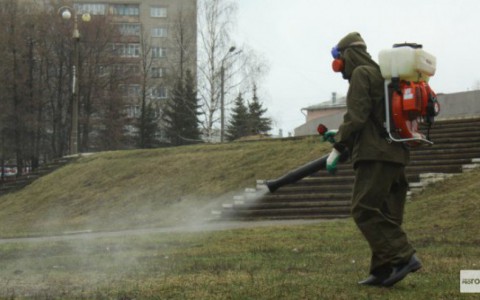 Стало известно, когда кировские парки и скверы обработают от клещей
