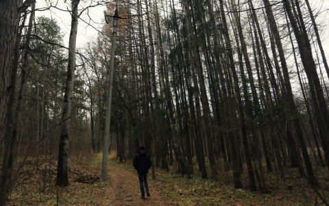 В Кировской области в лесу найдено расчлененное тело пропавшего мужчины