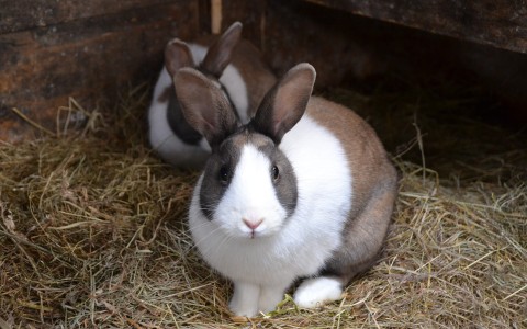 Ученым из кировского НИИ минобороны понадобились 120 живых кроликов