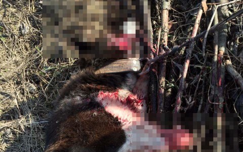 В Большой Субботихе расстреляли привязанную к дереву собаку