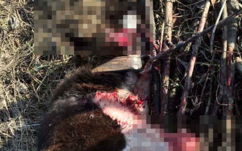 В Кирове расстреляли собаку: хозяйка животного рассказала, почему решила от нее избавиться