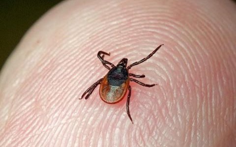 За выходные клещи укусили 37 кировчан