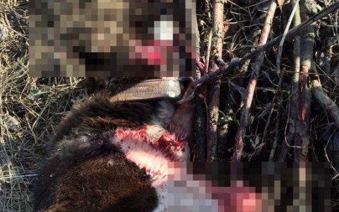 Более 10 тысяч человек подписали петицию, чтобы наказать жестокого убийцу собаки в Субботихе