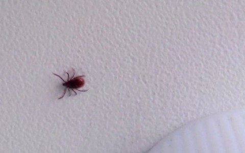 За праздничные выходные от укусов клещей пострадали более 200 кировчан