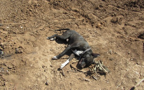 В районе Лепсе в Кирове обнаружили бешеную собаку