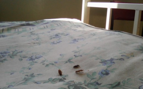 Кировчанин: «В палатах Северной больницы рассадник тараканов и клопов»