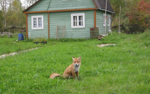 Осторожно! Кировчанина во время ремонта машины укусила бешеная лиса