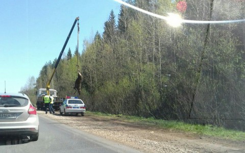 Рядом с Нововятском «Лада» сбила лося