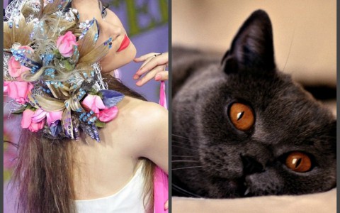 Нескучный weekend: шоу кошек и показ моды в Кирове