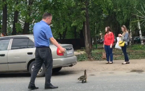 Видео: в Кирове около 20 водителей остановились, чтобы пропустить утку с утятами
