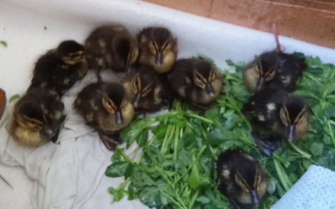 Жительница Советска приютила диких утят