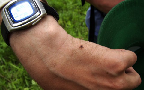 В Кировской области более шести тысяч человек пострадали от укусов клещей