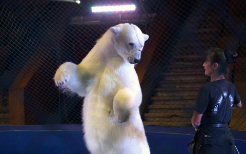 Фоторепортаж: огромные белые медведи танцуют вальс и кувыркаются в кировском цирке